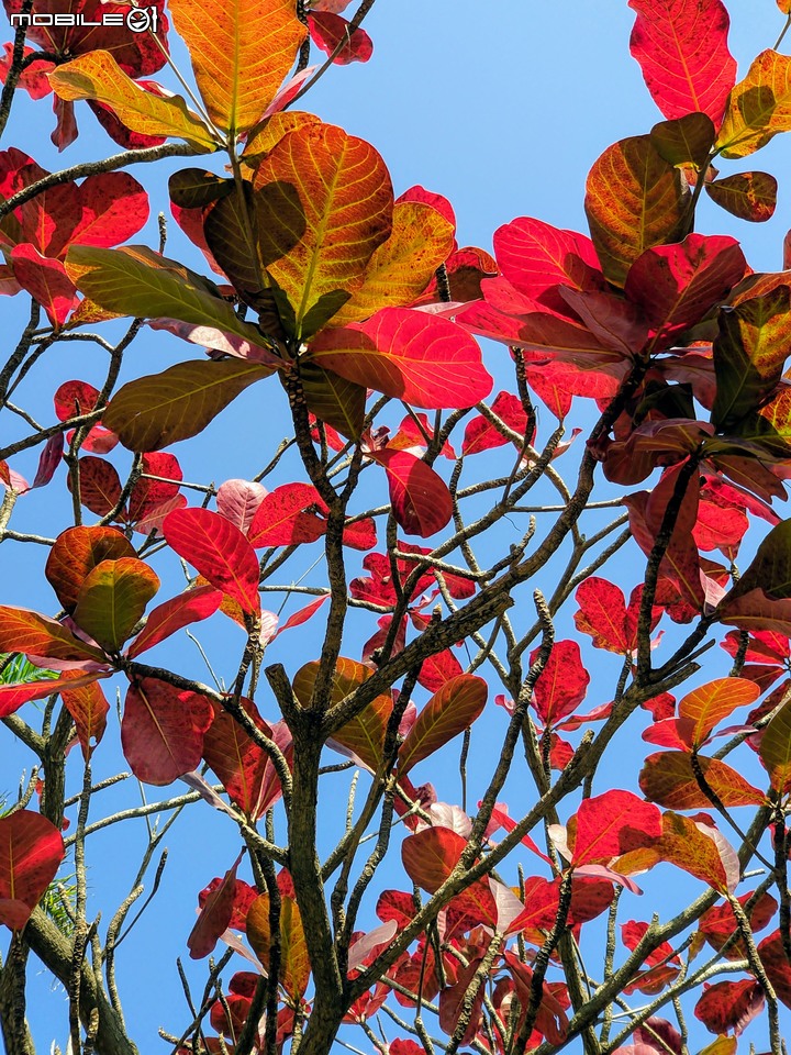 紅花風鈴木 台南市佳里區體育公園 02/08
