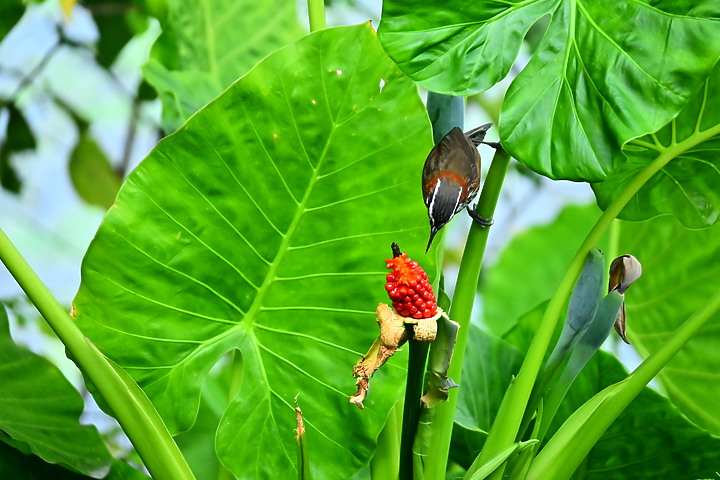 Z50+50-250mm DX生態記錄：白頭翁懸停吃姑婆芋果實，小彎嘴則謹慎小心時時警戒。