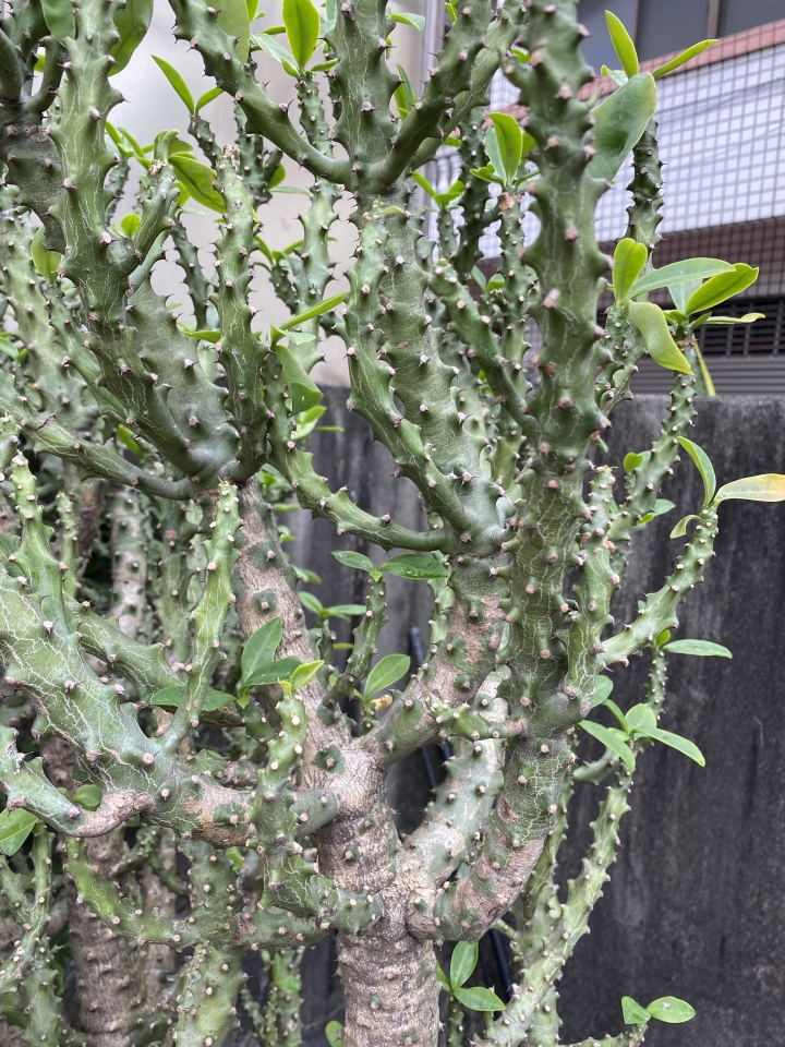 求植物名稱（仙人掌）