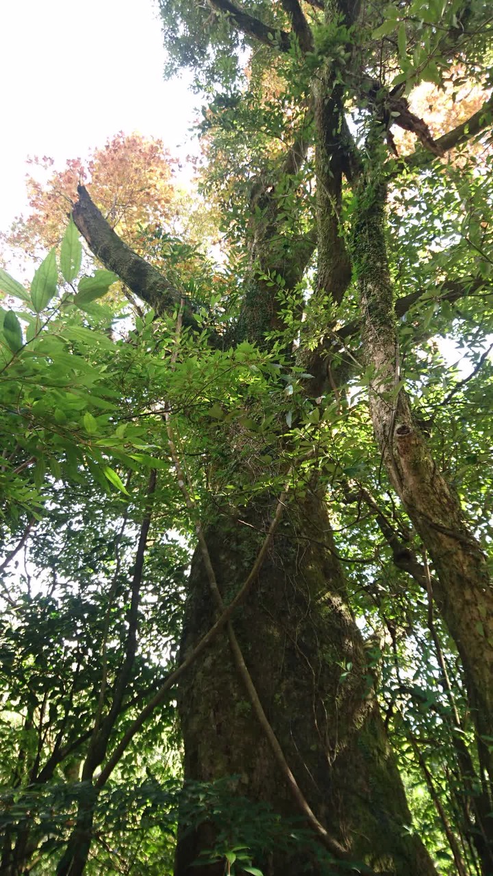 [樂山童盟] [台北北投] 悠遊"竹子湖"[猴崁湖田國小步道-百年楓香巨木-草山水道滾水頭-猴崁水圳古道-青楓步道-竹子湖黑森林-水車寮步道]
