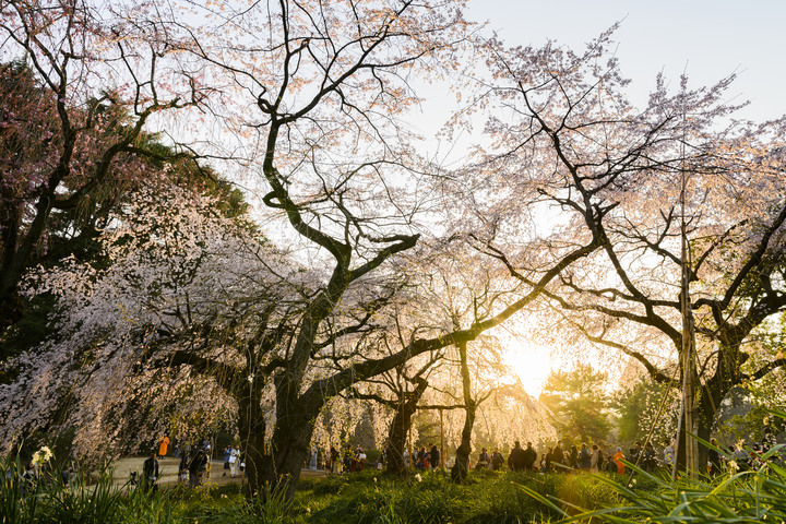 2019日本櫻花篇