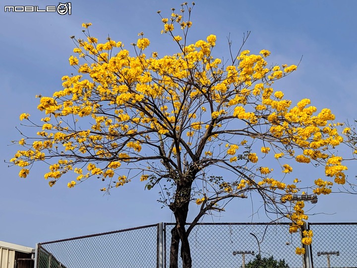 黃花風鈴木 台南市佳里區六順路 02/28
