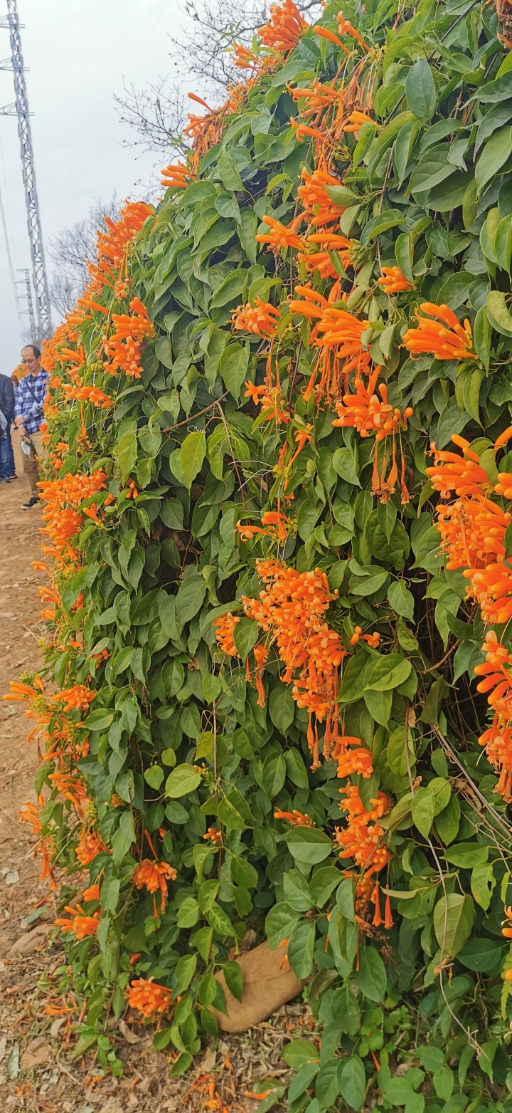 炮杖花的春天