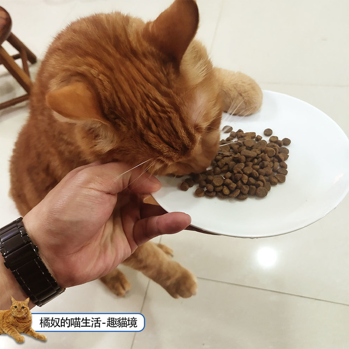 【貓飼料評選】紐崔斯與GO、渴望貓飼料比較