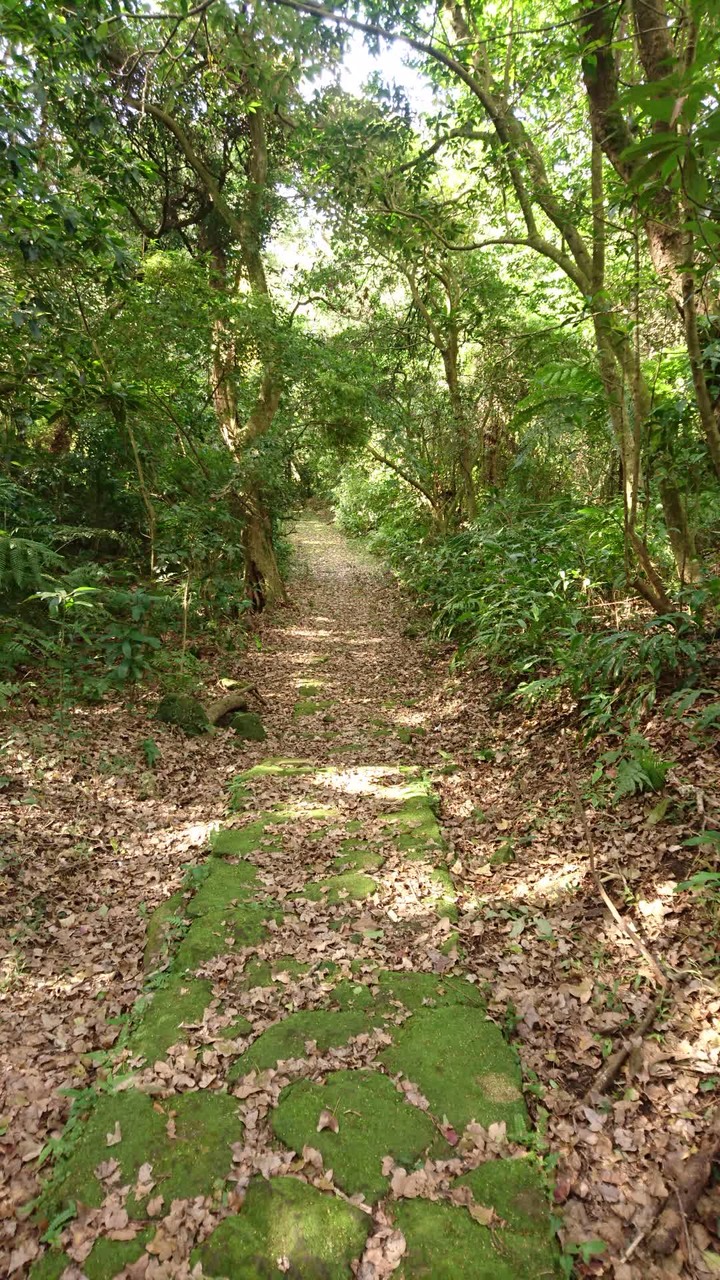 [樂山童盟] [台北北投] 悠遊"竹子湖"[猴崁湖田國小步道-百年楓香巨木-草山水道滾水頭-猴崁水圳古道-青楓步道-竹子湖黑森林-水車寮步道]