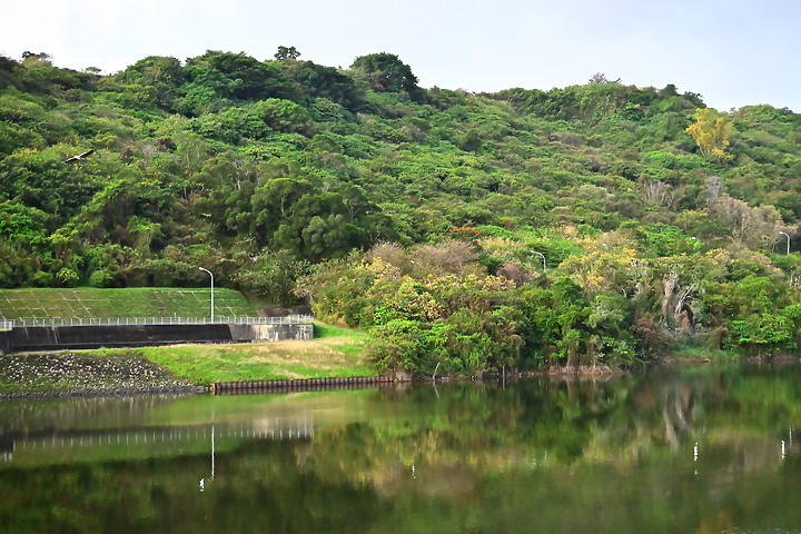 Z50鳳山水庫鸕鶿：黃昏返回與清晨離開到高屏溪或大鵬灣。