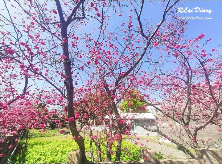 點我看大圖 【台中 – 玩】賞櫻│2020 后里泰安派出所 櫻花季