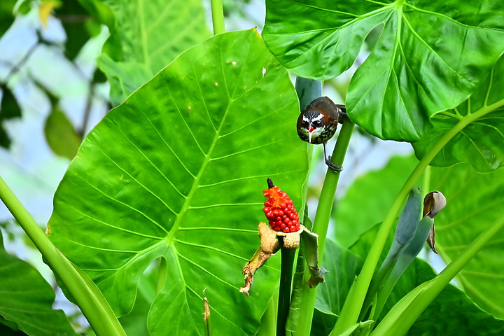 Z50+50-250mm DX生態記錄：白頭翁懸停吃姑婆芋果實，小彎嘴則謹慎小心時時警戒。