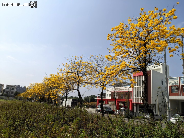 黃花風鈴木 台南市佳里區六順路 02/28