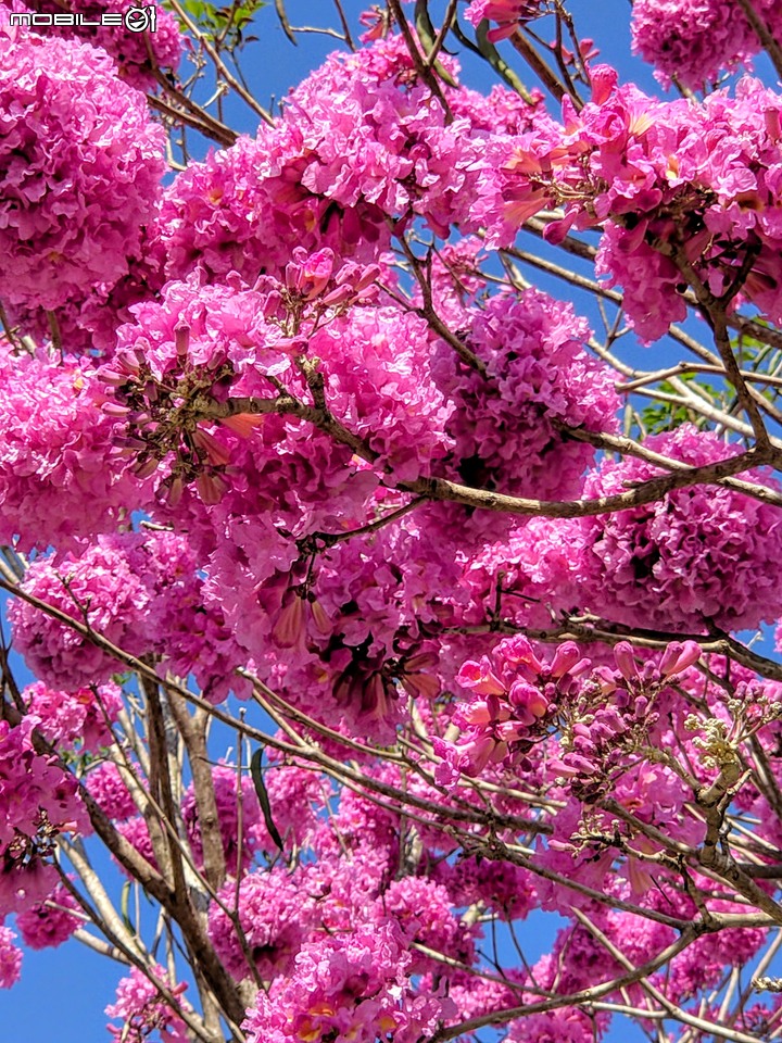 紅花風鈴木 台南市佳里區體育公園 02/08