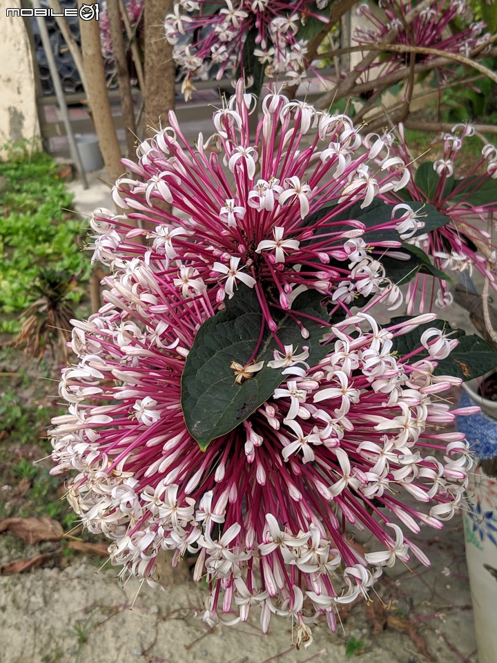 胡蘿蔔花+煙火花 台南市西港區佳里區 02/15