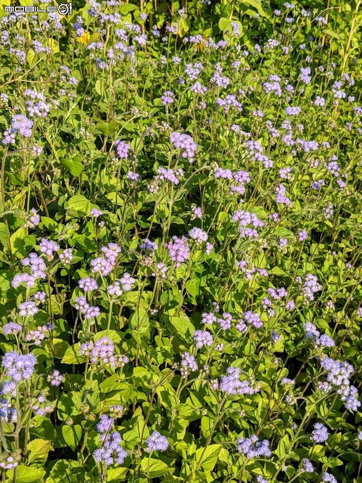 杉林花海 高雄市杉林區永齡農場 01/31