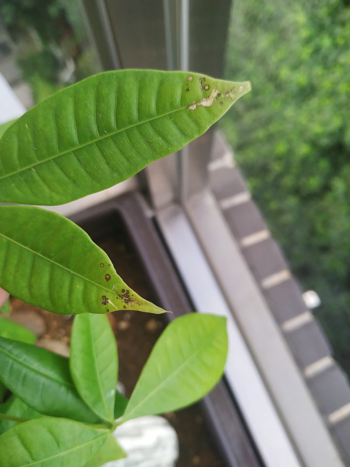 發財樹上有黑點與白斑