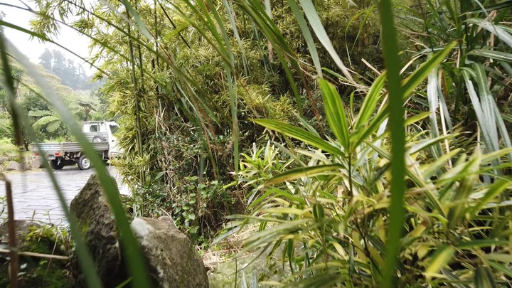 [樂山童盟] [台北北投] 悠遊"竹子湖"[猴崁湖田國小步道-百年楓香巨木-草山水道滾水頭-猴崁水圳古道-青楓步道-竹子湖黑森林-水車寮步道]