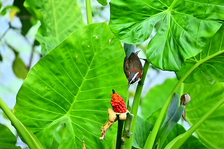 Z50+50-250mm DX生態記錄：白頭翁懸停吃姑婆芋果實，小彎嘴則謹慎小心時時警戒。