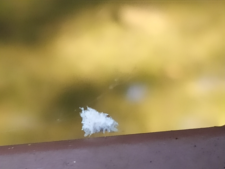 請問這白色的蟲是什麼？