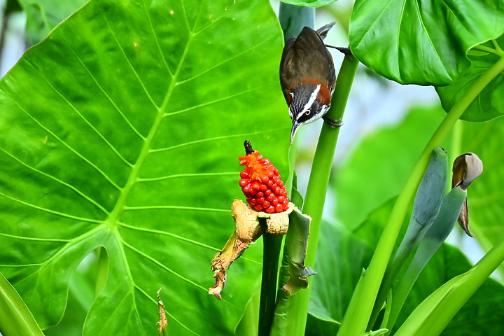 Z50+50-250mm DX生態記錄：白頭翁懸停吃姑婆芋果實，小彎嘴則謹慎小心時時警戒。