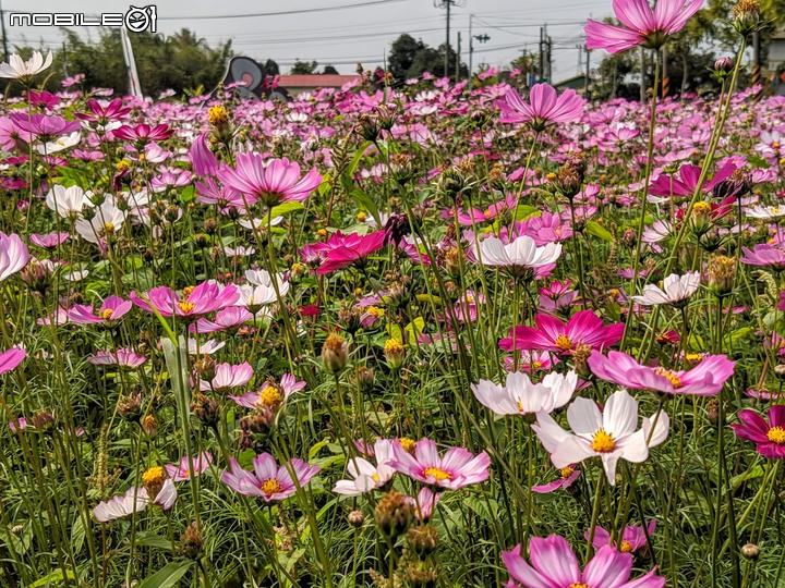 河津櫻 台南山上區淨水池區 02/09