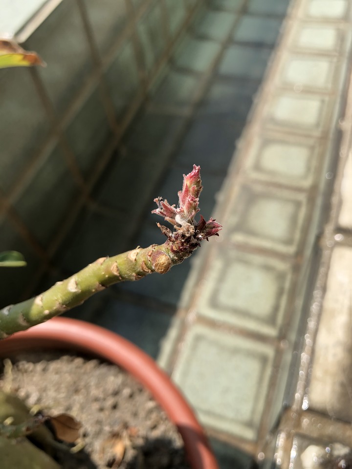 沙漠玫瑰枯萎