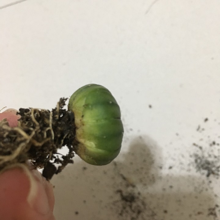 仙人掌根部發黃
