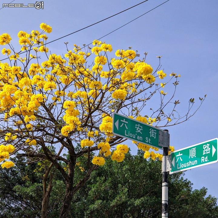黃花風鈴木 台南市佳里區六順路 02/28