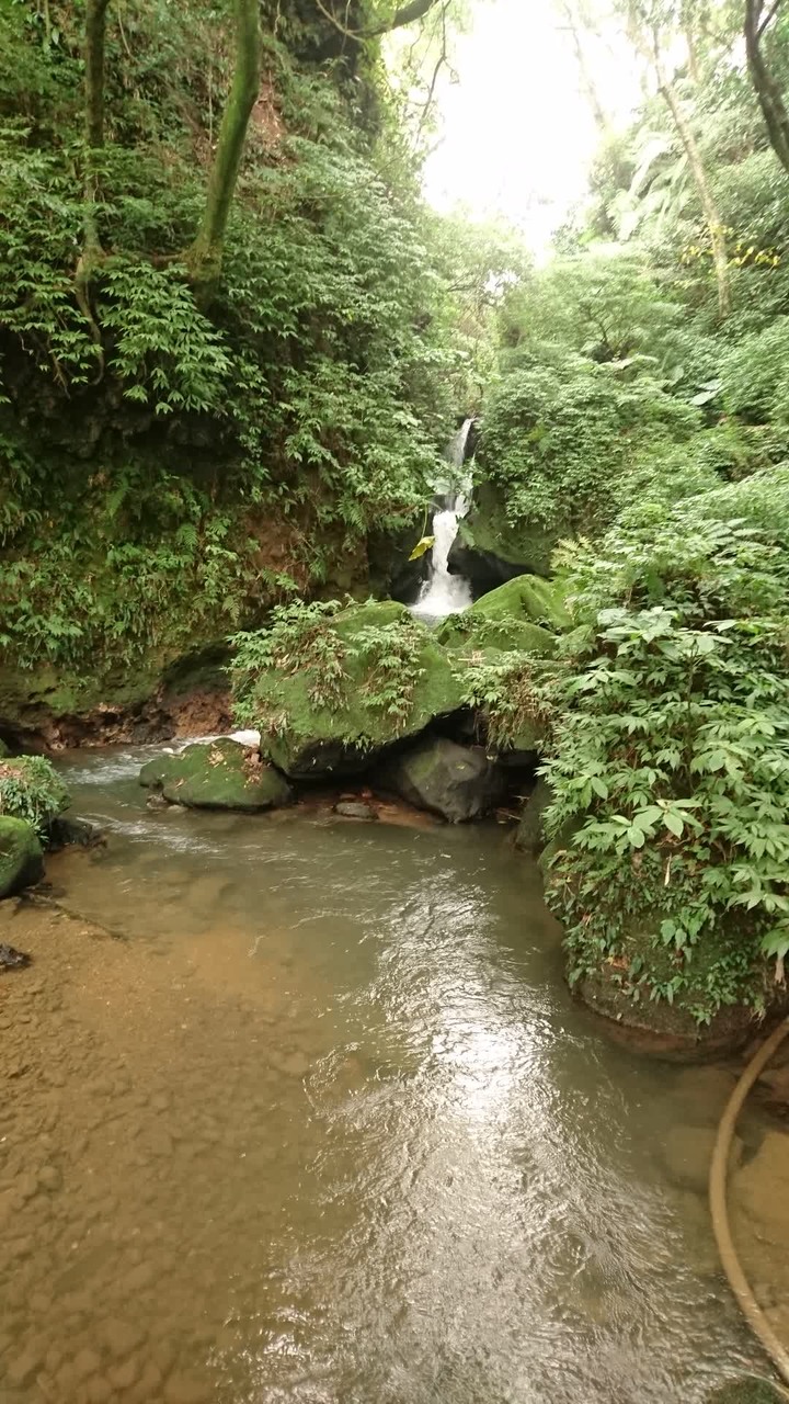 [樂山童盟] [台北北投] 悠遊"竹子湖"[猴崁湖田國小步道-百年楓香巨木-草山水道滾水頭-猴崁水圳古道-青楓步道-竹子湖黑森林-水車寮步道]