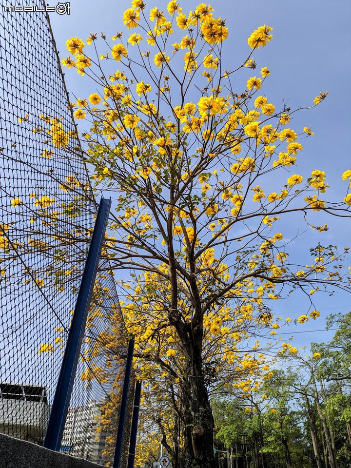 黃花風鈴木 台南市佳里區六順路 02/28