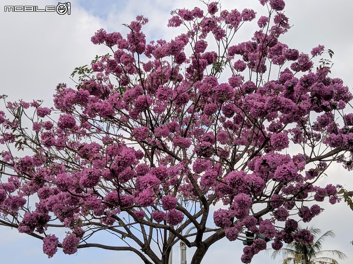 胡蘿蔔花+煙火花 台南市西港區佳里區 02/15