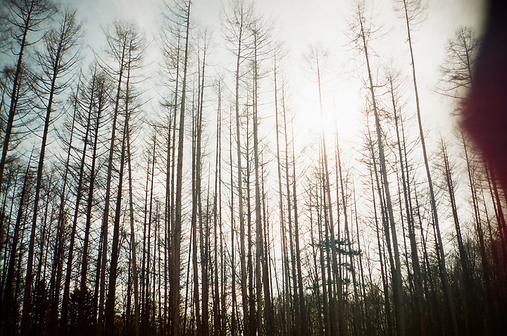 點我看大圖 傻瓜出國傻瓜拍 — Yashica mg2北海道之旅