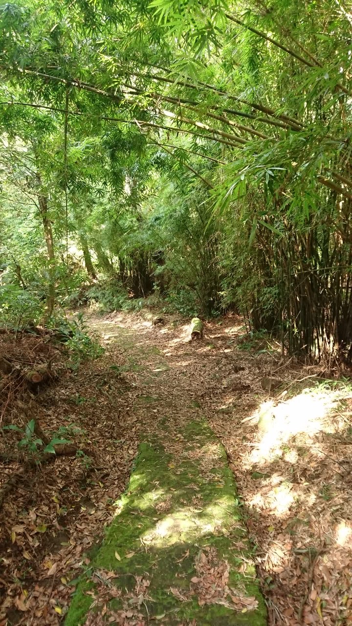 [樂山童盟] [台北北投] 悠遊"竹子湖"[猴崁湖田國小步道-百年楓香巨木-草山水道滾水頭-猴崁水圳古道-青楓步道-竹子湖黑森林-水車寮步道]