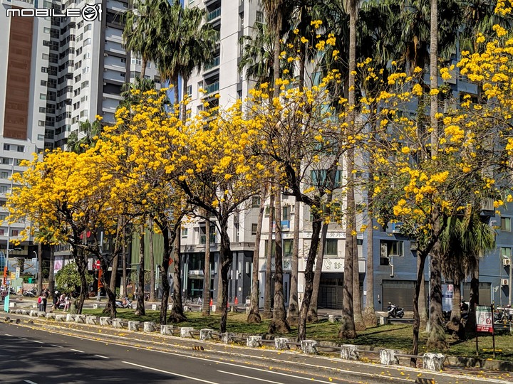 黃花風鈴木 台南市東區林森路一段 03/01