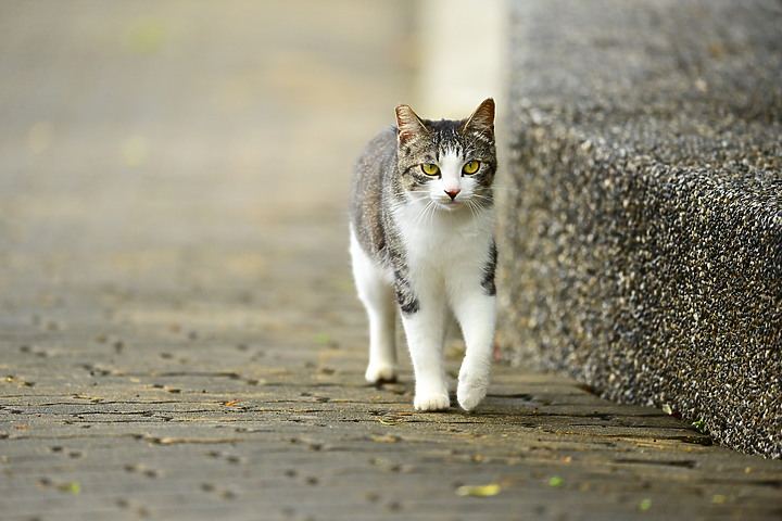朱連雀9年後再訪恆春關山，53隻全都錄，Z7+600mm貓眼對焦首先發表。
