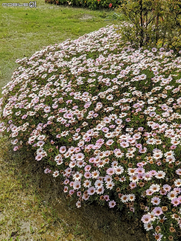 花旗木+蔥花 台南市山上區水道博物館 03/29