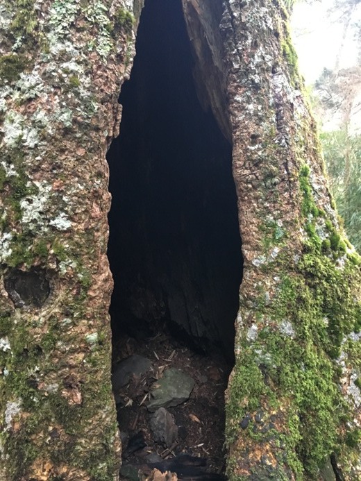 新手入門百岳-挑戰3952玉山主峰!