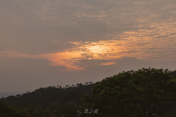 【桃園龍潭】戀戀魯冰花2020,夕陽餘暉下搖晃的黃澄,是預言著春天的來臨/大北坑休閒農業區