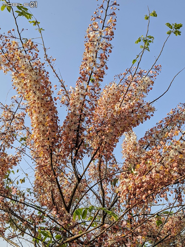 花旗木 台南市仁德區仁德滯洪池 03/27