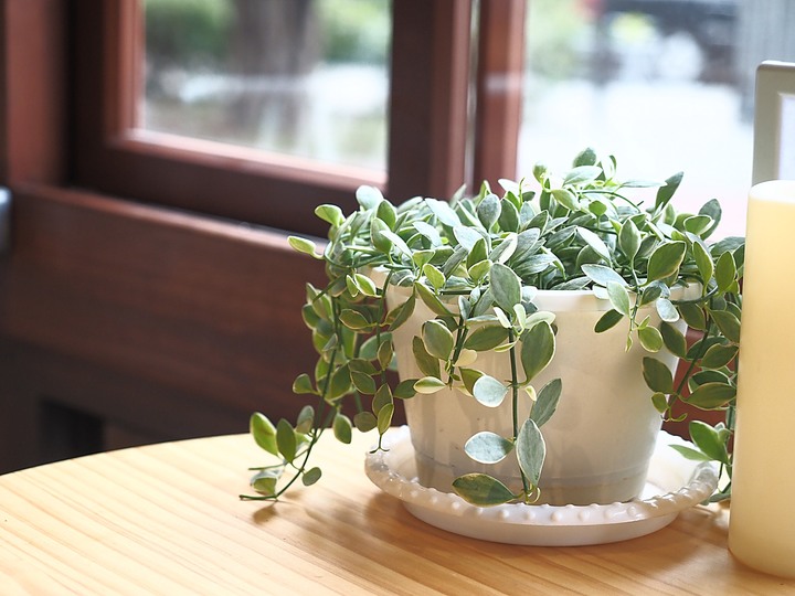 南投 竹山 小日子竹山菸草站｜原專賣局臺中支局竹山葉煙草收納場 — 煙草文化資產再生、簡單過過小日子