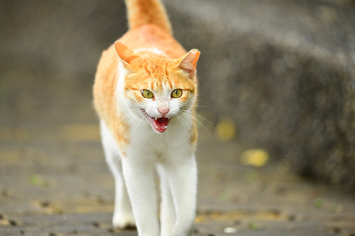 朱連雀9年後再訪恆春關山，53隻全都錄，Z7+600mm貓眼對焦首先發表。
