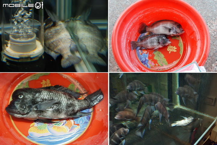 觀賞魚 : 那些年一起陪伴過的魚兒