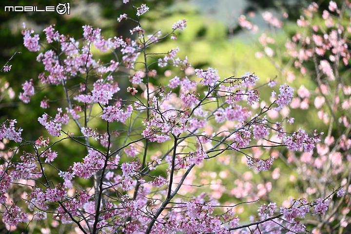 Nikon 70-200mm f/2.8 S 銳利非常 N家望遠代表作 還有與小黑七的人像比較