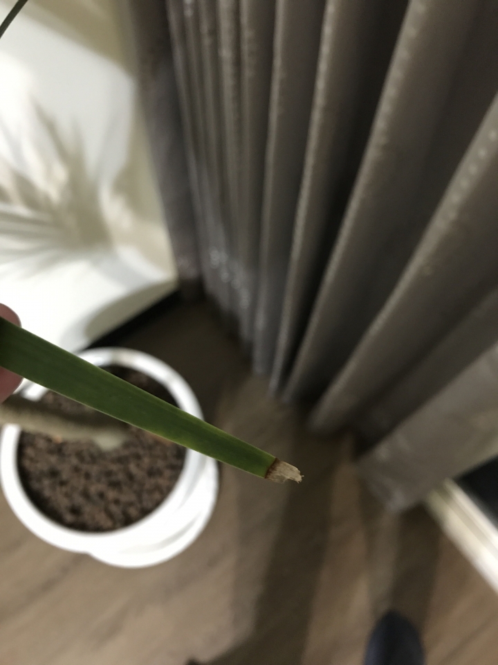 龍血樹