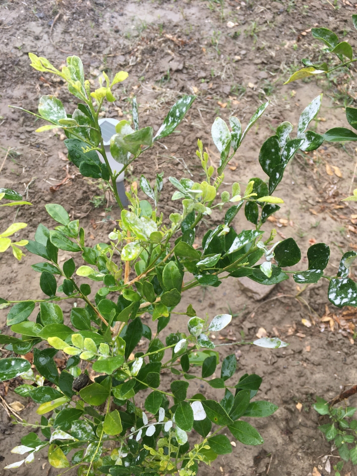 七里香葉子白白的