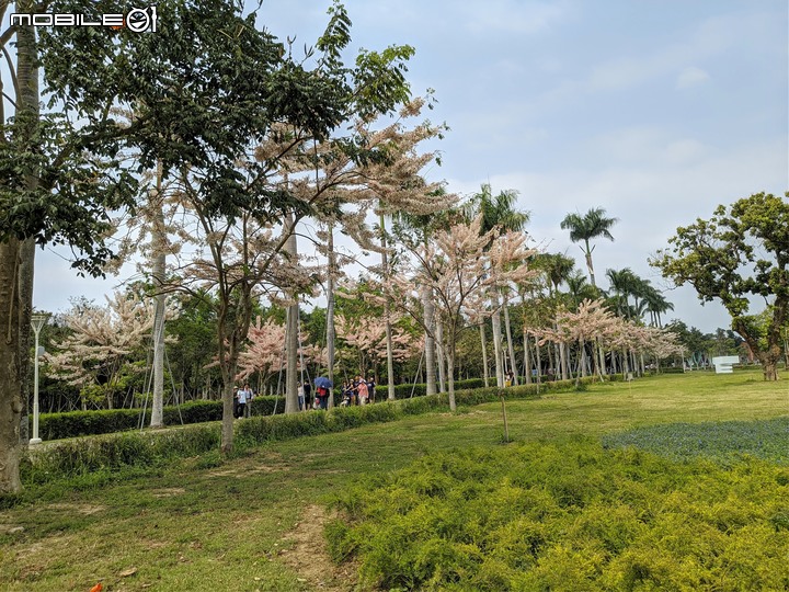 花旗木+蔥花 台南市山上區水道博物館 03/29