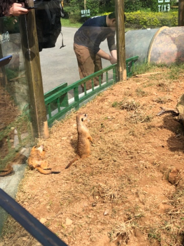 分享親子好去處 「六福村動物園」