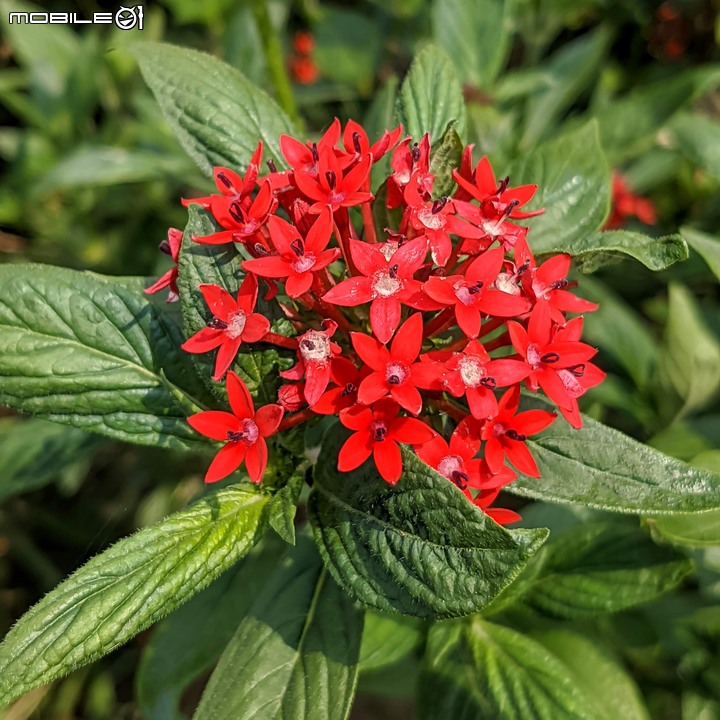 花旗木+蔥花 台南市山上區水道博物館 03/29