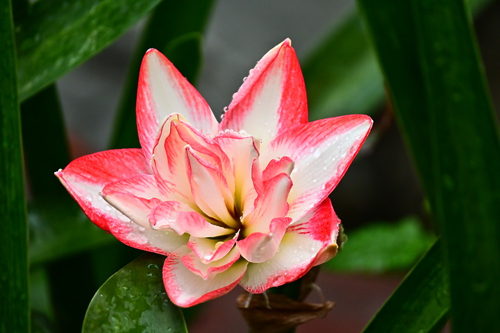 Z50+50-250mm DX拈花惹草：新埤鄉綜合休閒公園花旗木、我媽媽的孤挺花、陽台上的小花小草與多肉。