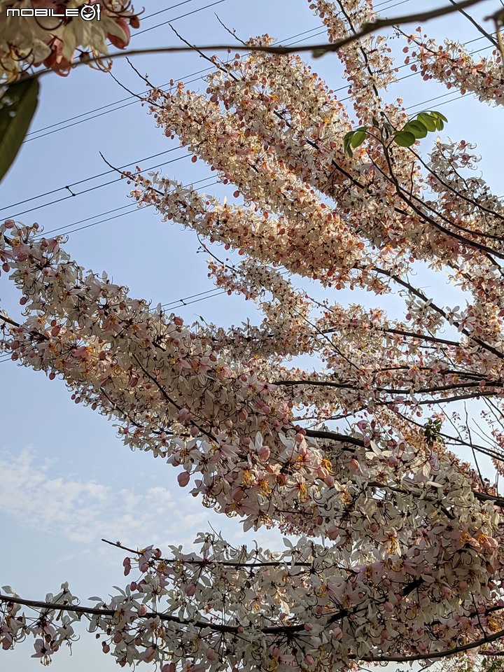 花旗木 台南市仁德區仁德滯洪池 03/27