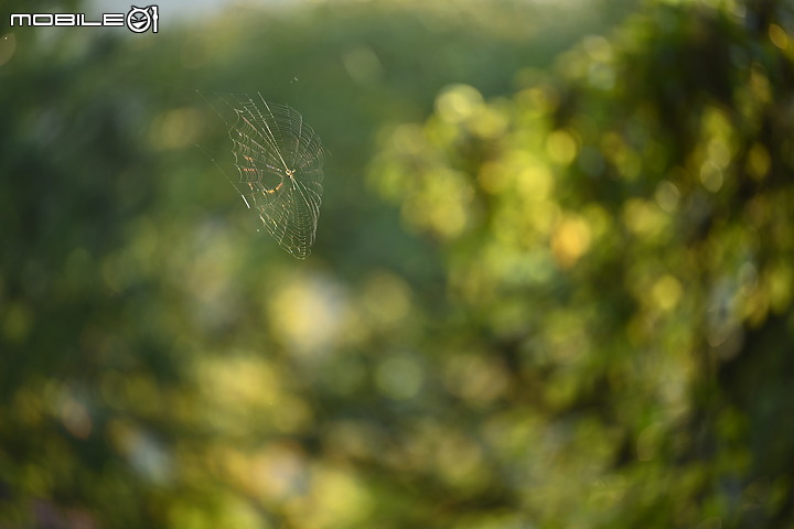 Nikon 70-200mm f/2.8 S 銳利非常 N家望遠代表作 還有與小黑七的人像比較