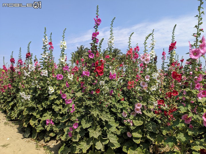鼠尾草+蜀葵花 台南市學甲區光華里 03/07
