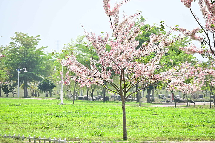 Z50+50-250mm DX拈花惹草：新埤鄉綜合休閒公園花旗木、我媽媽的孤挺花、陽台上的小花小草與多肉。